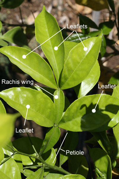 pinnately compound with five leaflets, winged petiole, and winged rachis
